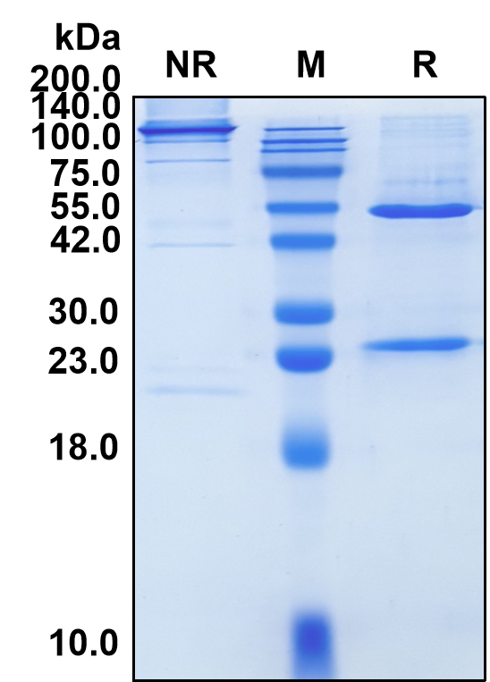 (Sacituzumab)Biosimilar Reference Antibody-GS40635