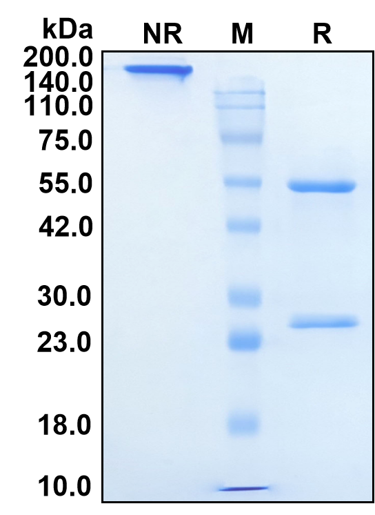 (Sifalimumab)Biosimilar Reference Antibody-GS40653
