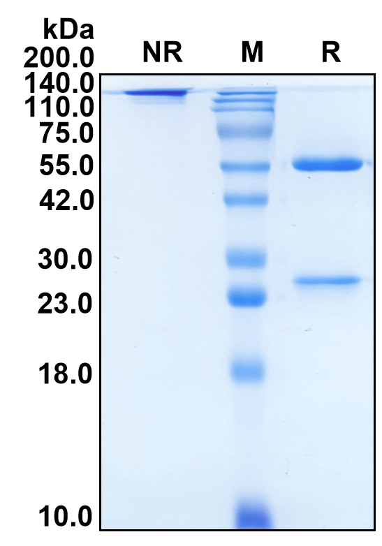 (Rosopatamab)Biosimilar Reference Antibody-GS40626