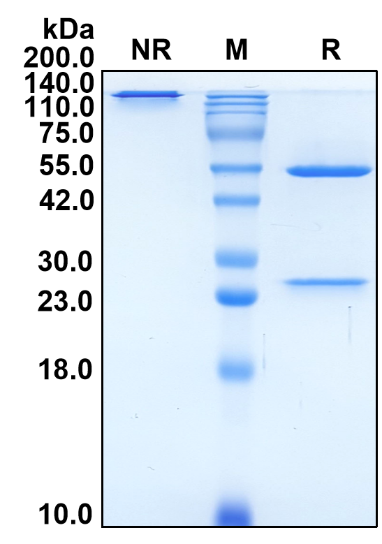 (Rovalpituzumab)Biosimilar Reference Antibody-GS40627