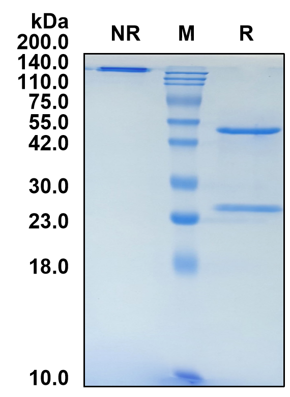 (Talizumab)Biosimilar Reference Antibody-GS40695