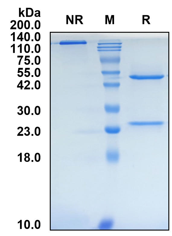 (Tamgiblimab)Biosimilar Reference Antibody-GS40696