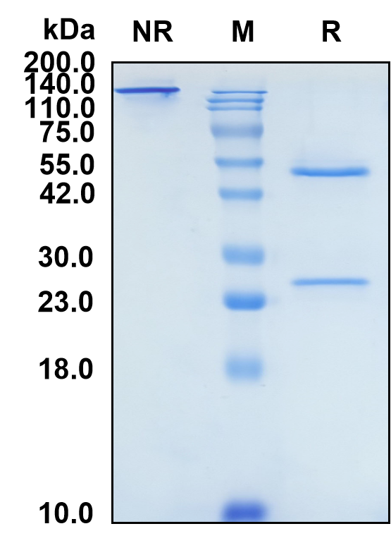 (Tanezumab)Biosimilar Reference Antibody-GS40699