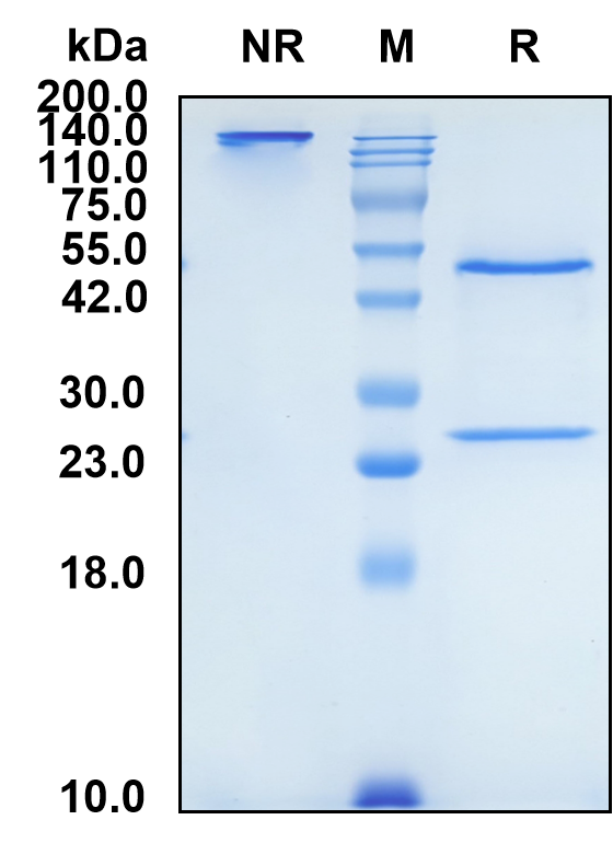 (Tarextumab)Biosimilar Reference Antibody-GS40701