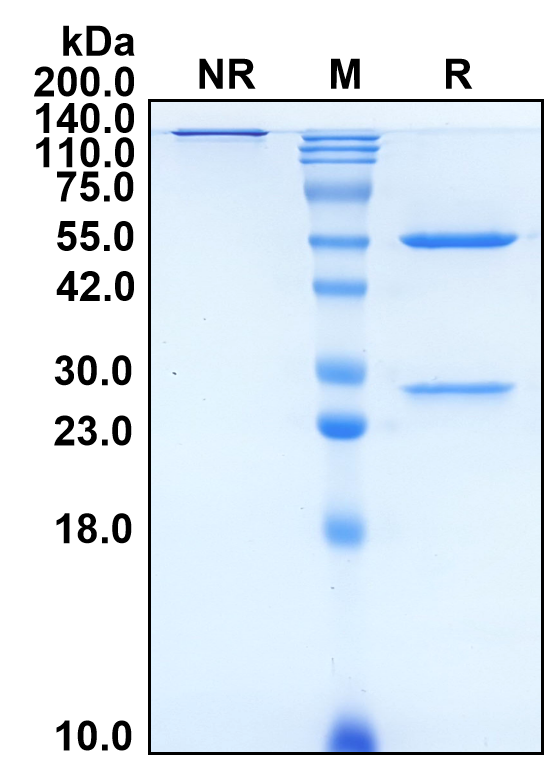 (Rovelizumab)Biosimilar Reference Antibody-GS40628