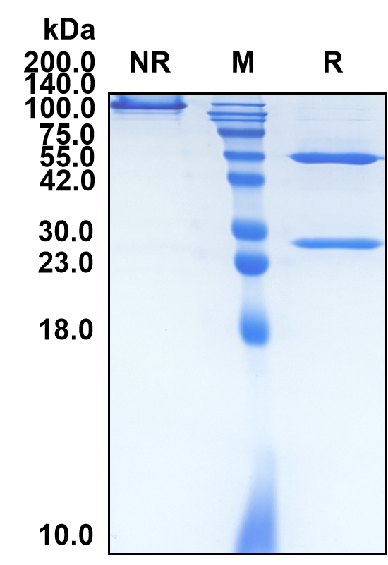 (Ruplizumab)Biosimilar Reference Antibody-GS40632