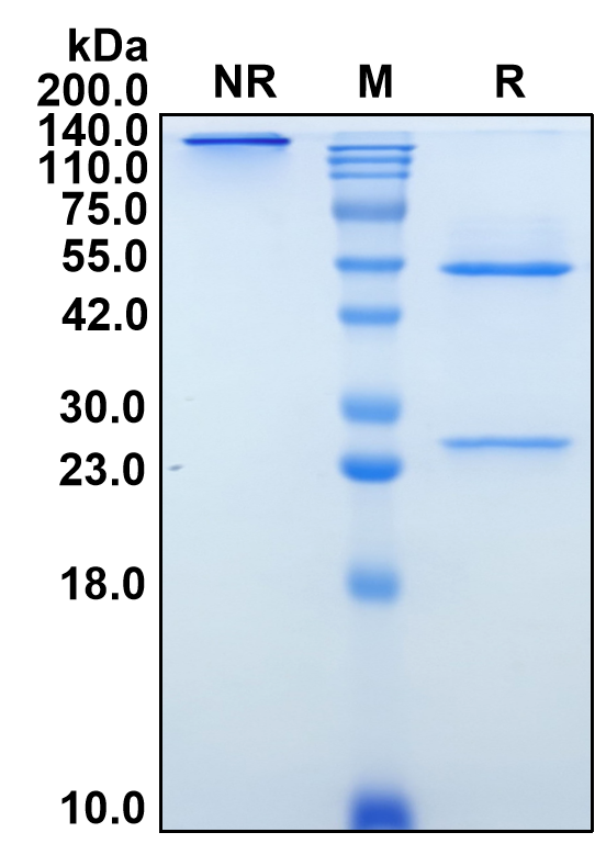 (Sabatolimab)Biosimilar Reference Antibody-GS40633
