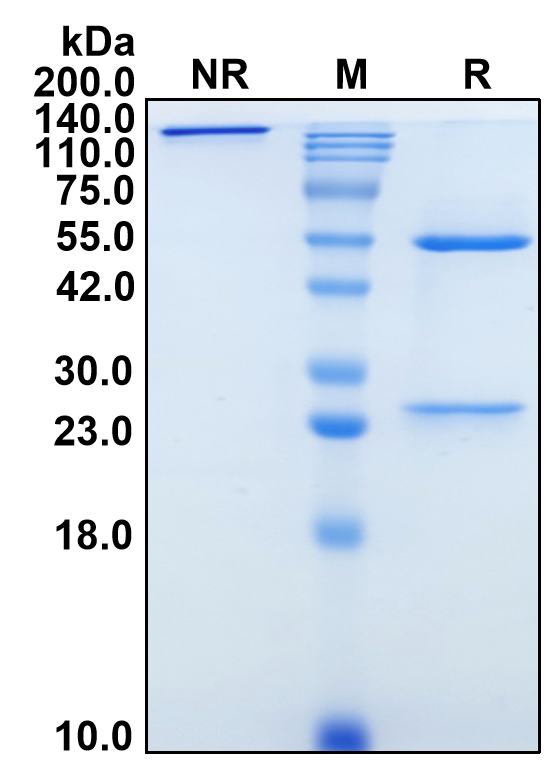 (Samrotamab)Biosimilar Reference Antibody-GS40637