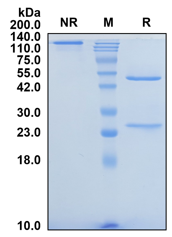 (Sotigalimab)Biosimilar Reference Antibody-GS40670