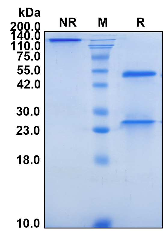 (Sotevtamab)Biosimilar Reference Antibody-GS40671