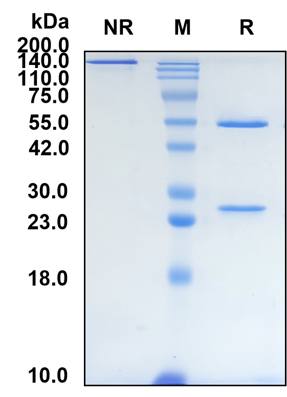 (Tafolecimab)Biosimilar Reference Antibody-GS40692