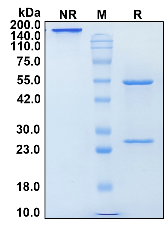 (Simlukafusp)Biosimilar Reference Antibody-GS40656