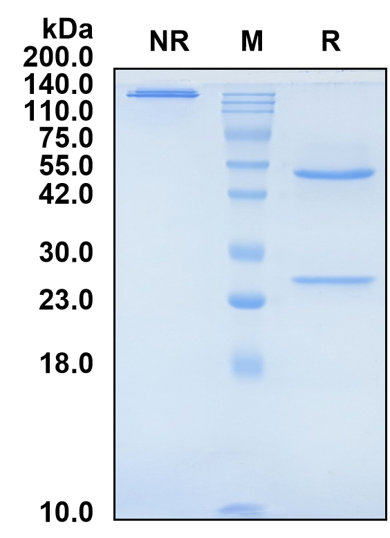 (Suvizumab)Biosimilar Reference Antibody-GS40685