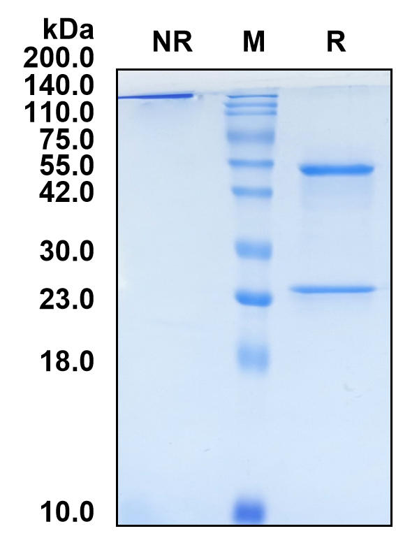 (Tabituximab)Biosimilar Reference Antibody-GS40688
