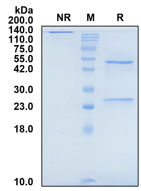 (Suvratoxumab)Biosimilar Reference Antibody-GS40686