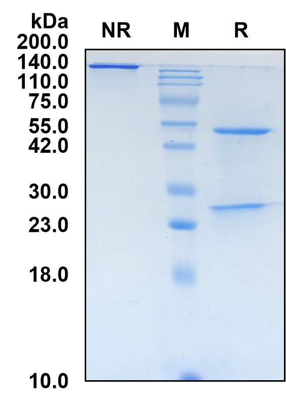 (Tabalumab)Biosimilar Reference Antibody-GS40687
