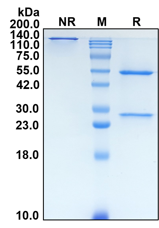 (Sasanlimab)Biosimilar Reference Antibody-GS40639