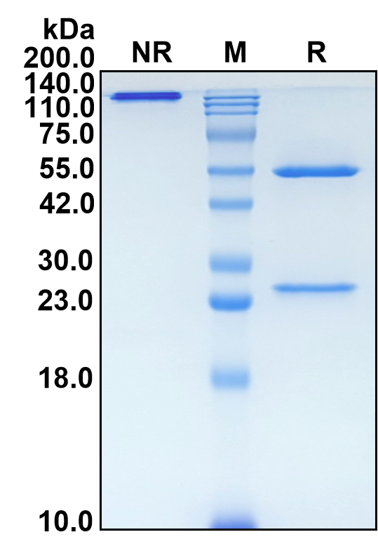 (Secukinumab)Biosimilar Reference Antibody-GS40642