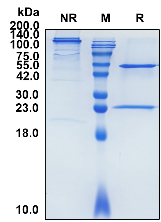 (Siltuximab)Biosimilar Reference Antibody-GS40654