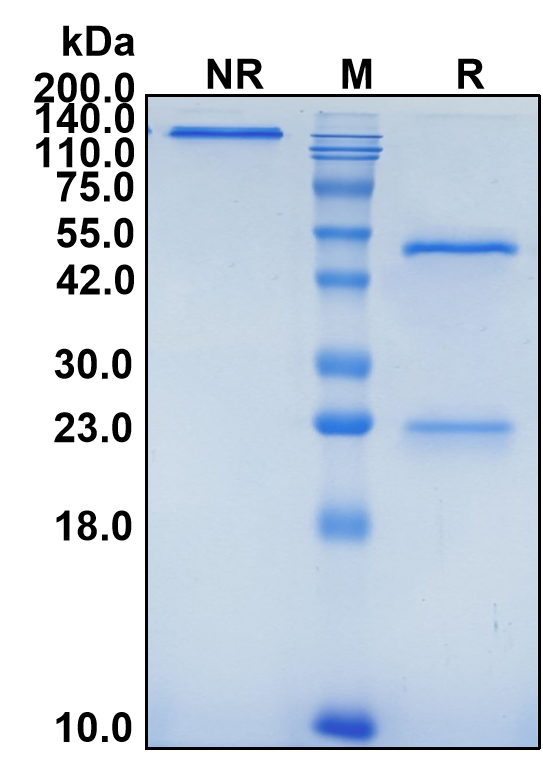(Seribantumab)Biosimilar Reference Antibody-GS40648