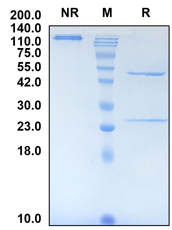 (Sofituzumab)Biosimilar Reference Antibody-GS40665