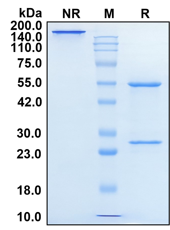 (Simtuzumab)Biosimilar Reference Antibody-GS40657