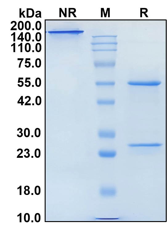 (Sintilimab)Biosimilar Reference Antibody-GS40658