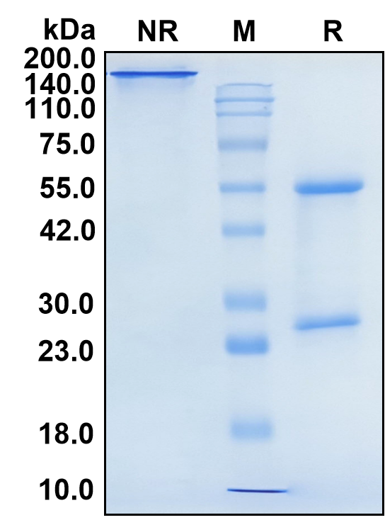 (Sirexatamab)Biosimilar Reference Antibody-GS40659