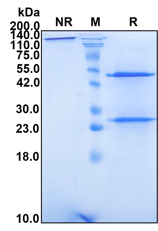 (Sirtratumab)Biosimilar Reference Antibody-GS40660