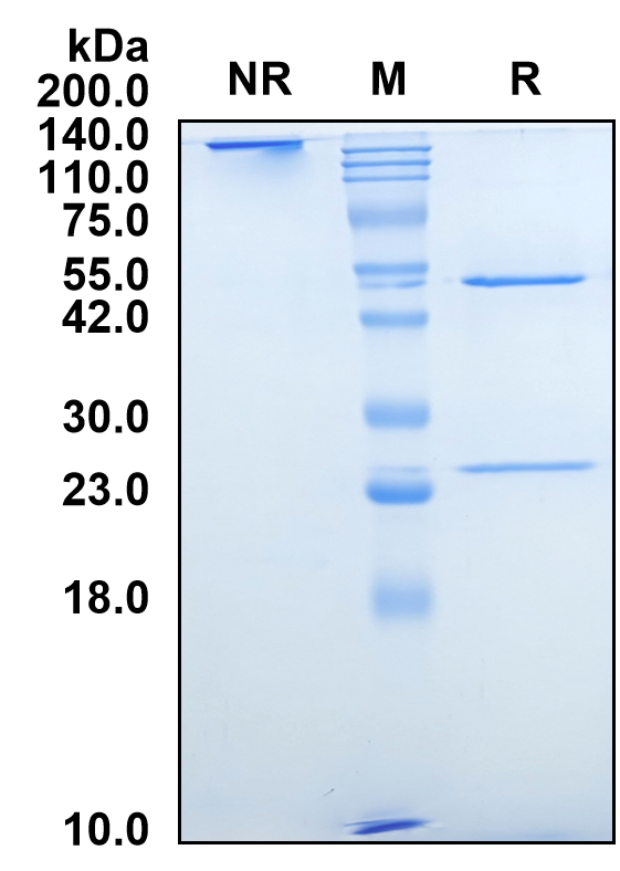 (Sirukumab)Biosimilar Reference Antibody-GS40661