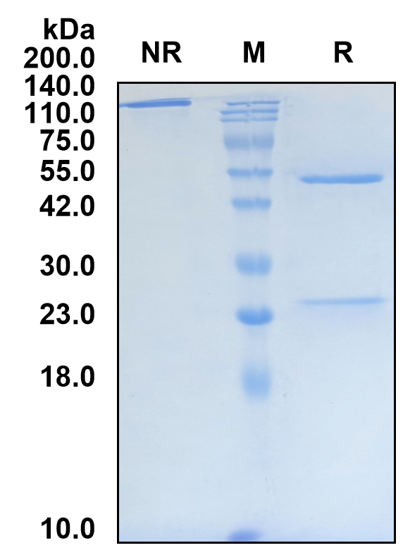 (Socazolimab)Biosimilar Reference Antibody-GS40664