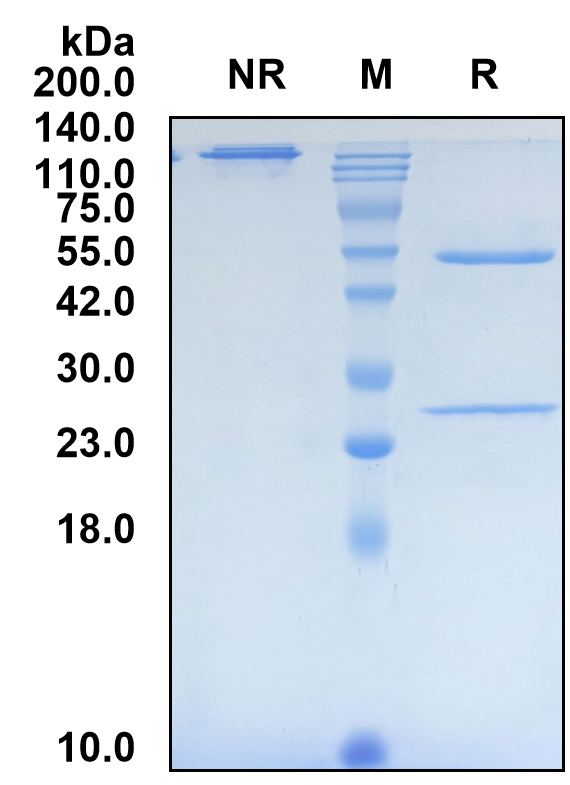 (Solanezumab)Biosimilar Reference Antibody-GS40666