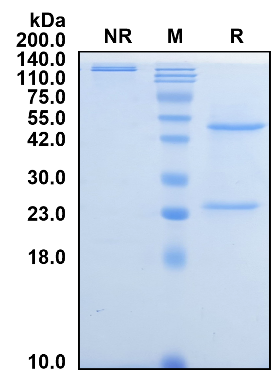 (Stapokibart)Biosimilar Reference Antibody-GS40677