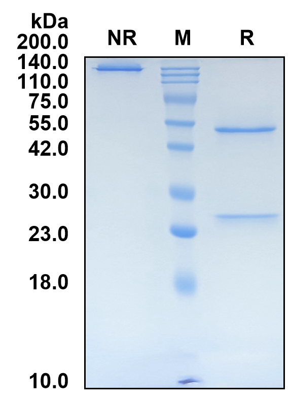 (Sugemalimab)Biosimilar Reference Antibody-GS40680