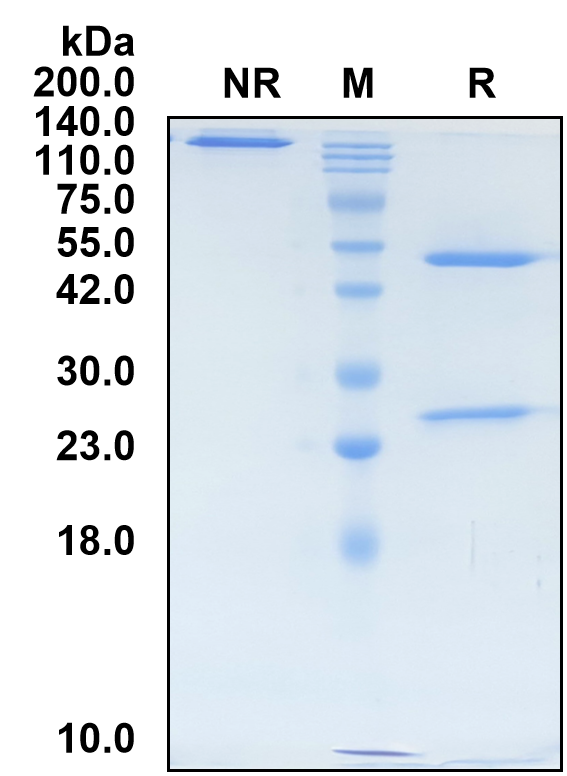 (Surzebiclimab)Biosimilar Reference Antibody-GS40682