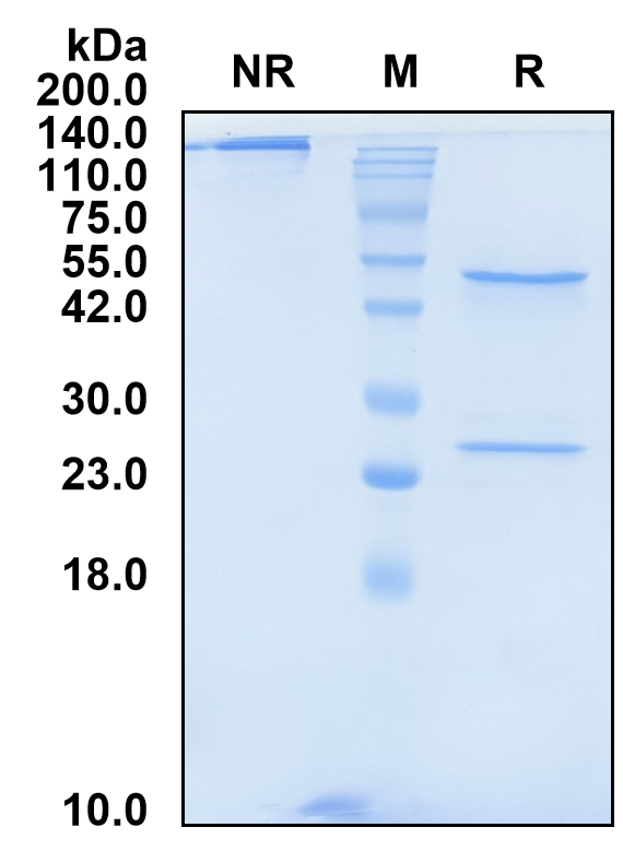 (Sutimlimab)Biosimilar Reference Antibody-GS40683