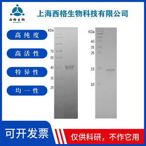 Recombinant Human MNDA