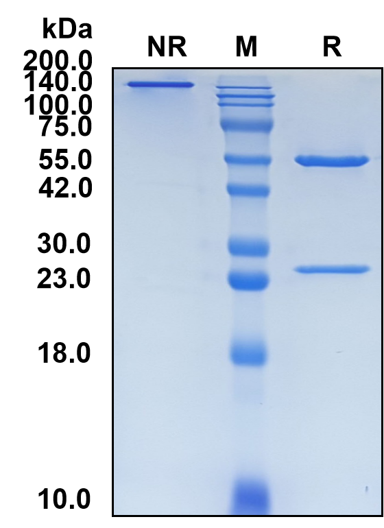 (Aprutumab)Biosimilar Reference Antibody-GS40037