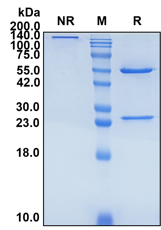 (Aducanumab)Biosimilar Reference Antibody-GS40014