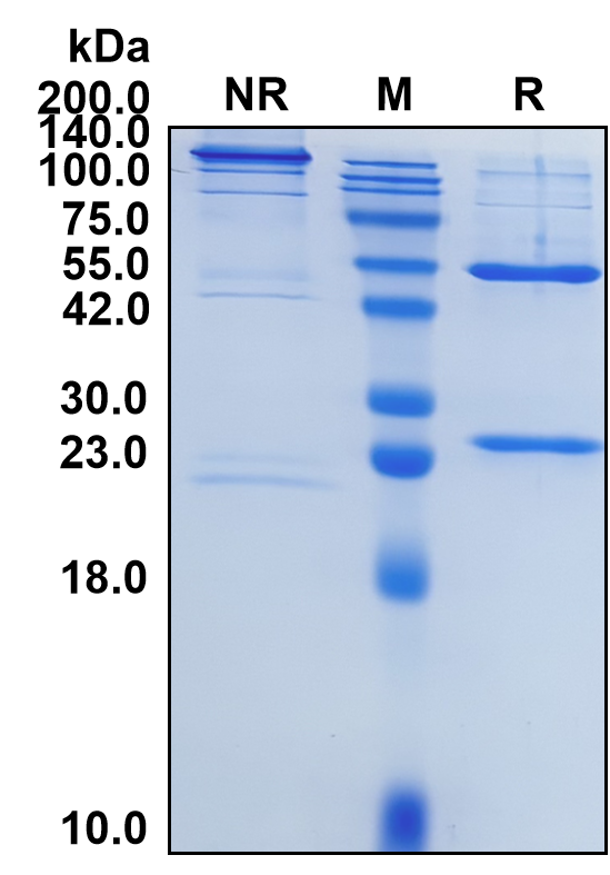(Alemtuzumab)Biosimilar Reference Antibody-GS40017