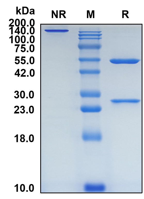 (Alirocumab)Biosimilar Reference Antibody-GS40019