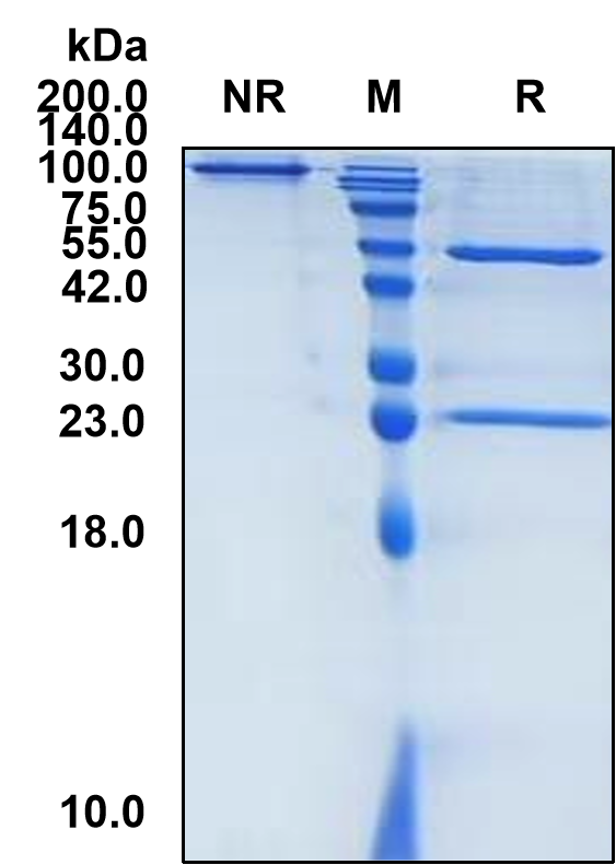 (Alsevalimab)Biosimilar Reference Antibody-GS40021