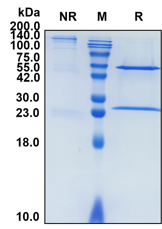(Amatuximab)Biosimilar Reference Antibody-GS40022