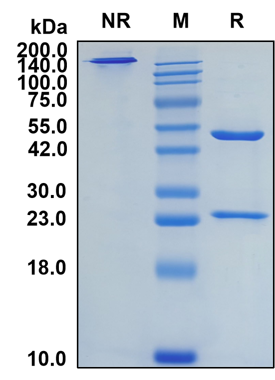 (Anifrolumab)Biosimilar Reference Antibody-GS40027