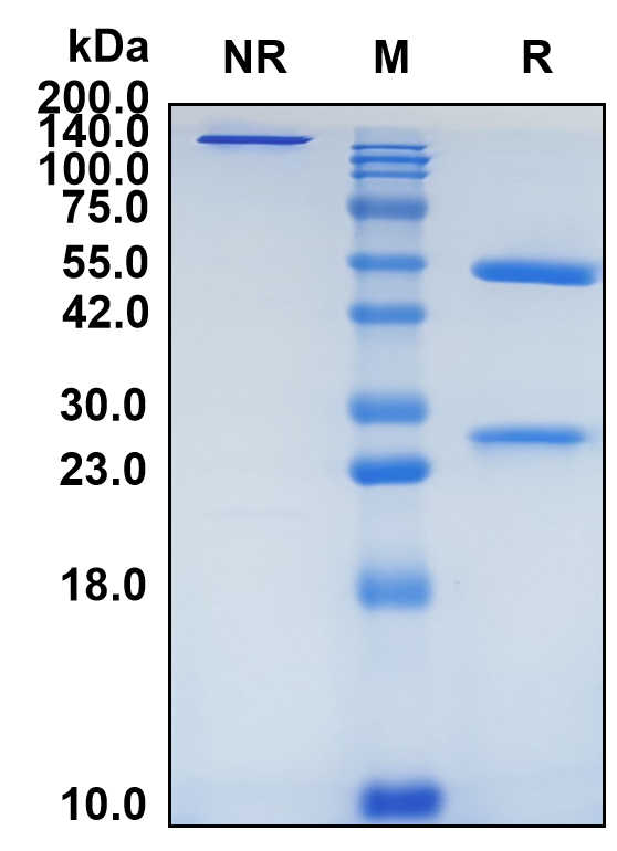 (Anrukinzumab)Biosimilar Reference Antibody-GS40029