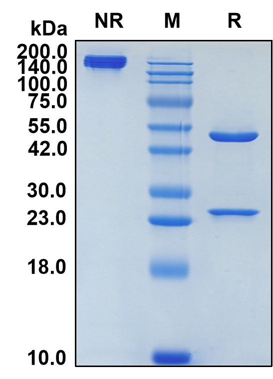 (Anselamimab)Biosimilar Reference Antibody-GS40030