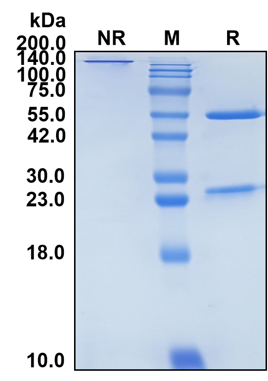 (Ansuvimab)Biosimilar Reference Antibody-GS40031