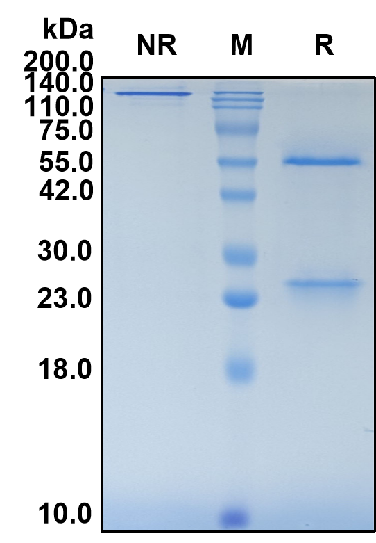 (Abrilumab)Biosimilar Reference Antibody-GS40007