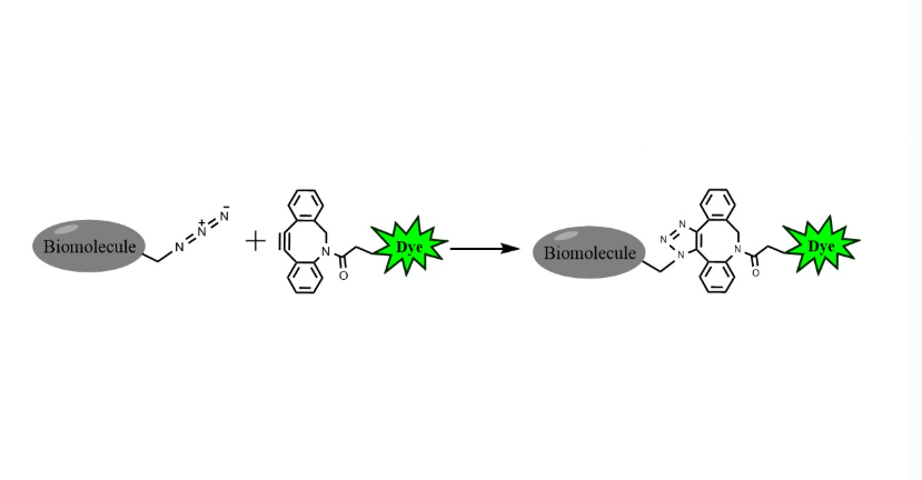 OG 488 DBCO；Oregon Green 488 DBCO