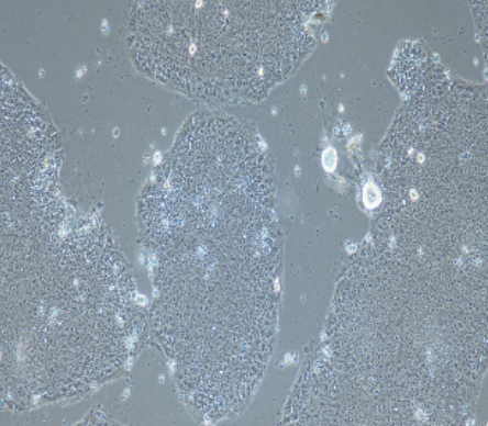 小鼠肺上皮细胞敲除基因SNX10-MLE-12 敲除SNX10